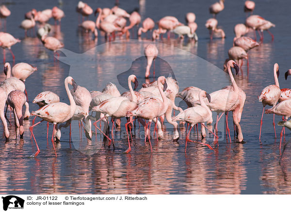 colonyof lesser flamingos / JR-01122